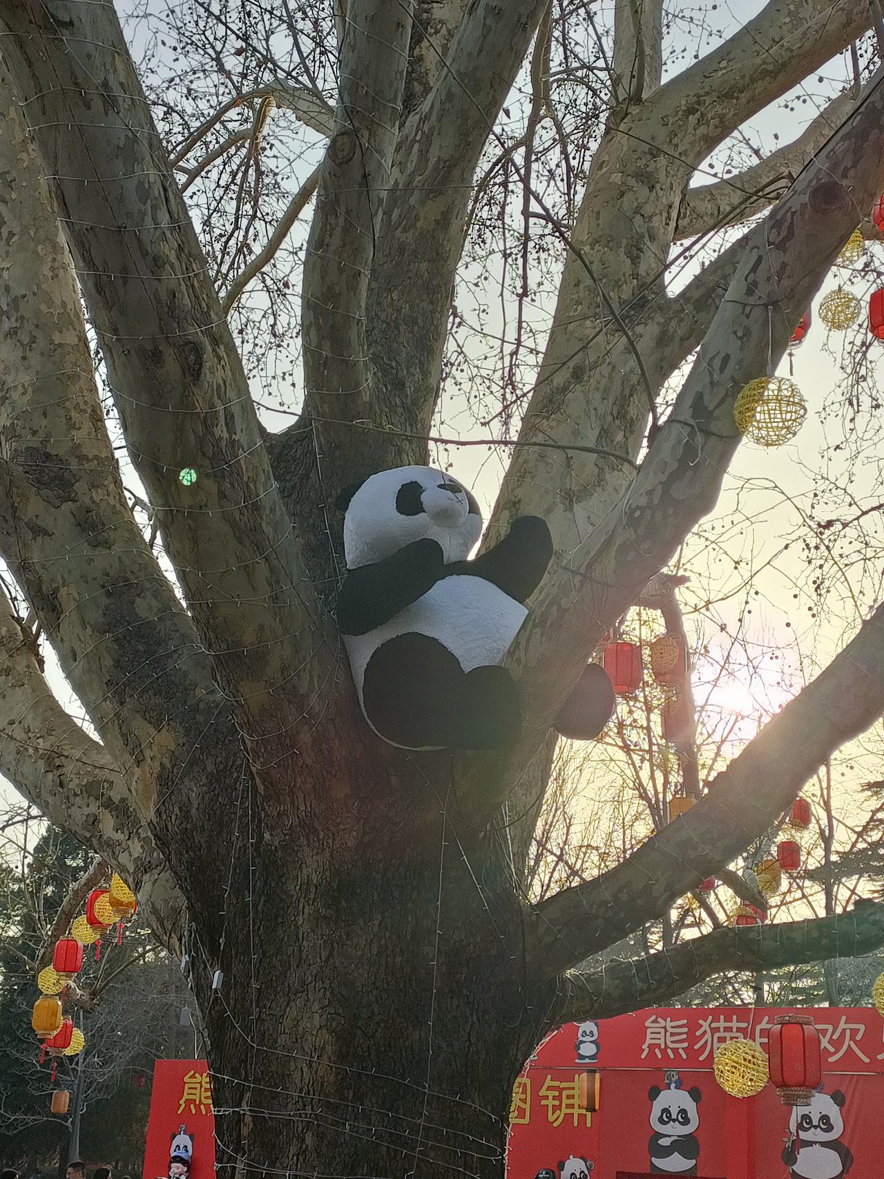 晒图笔记大赛日坛公园的熊猫是不是很可爱呀