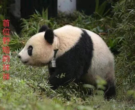 永远意难平的祥祥
以及一夜白头的刘斌奶爸
还有那些在野培中去世的熊猫宝宝们
愿更