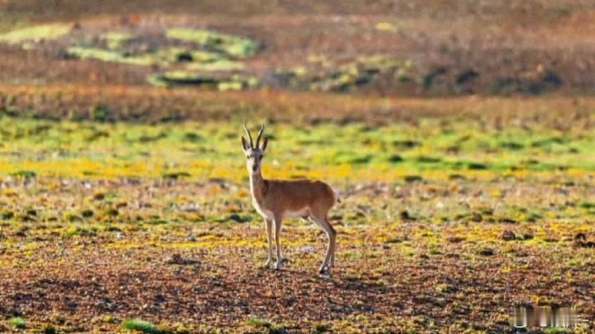 生命树这美景好震撼，快抬上来吧！ 