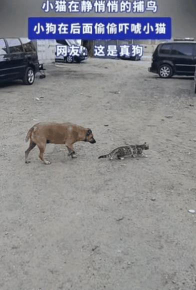 万万没想到！9月9日渝派生活帮发布，一只小猫发现了一只小鸟，静悄悄的准备捕鸟，不