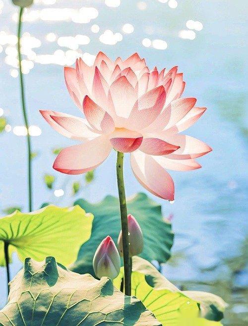 身与命两者，阴阳和合，化生万物。命代表一个人的“理性和想法”，身代表一个人的“感