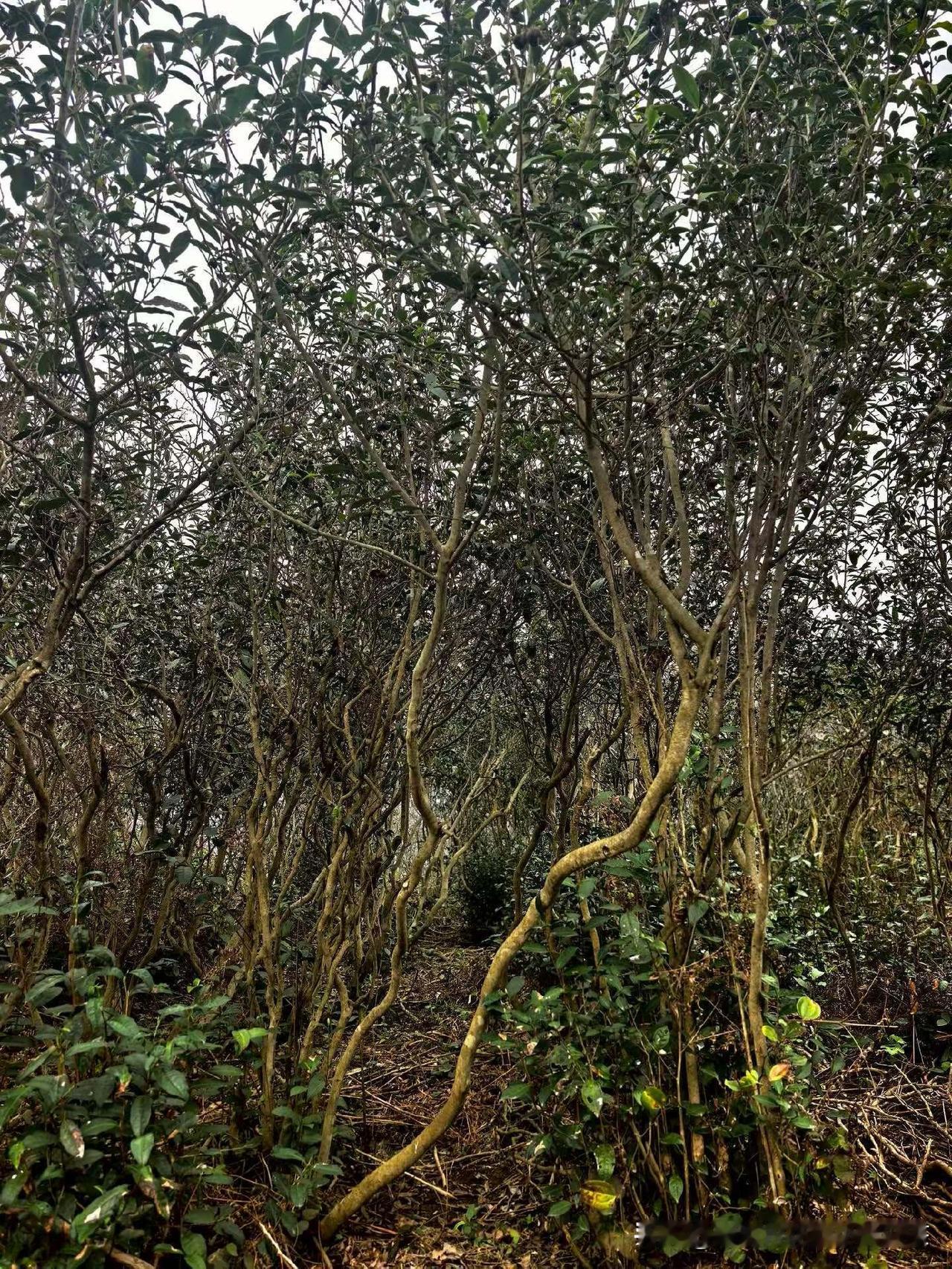 我是相当喜欢福鼎白茶，
一年四季，基本每天都品饮白茶。
白琳工夫红茶常喝有点上火