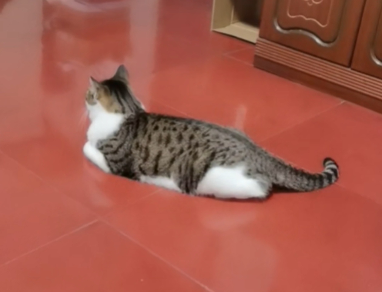 久违的豚猫