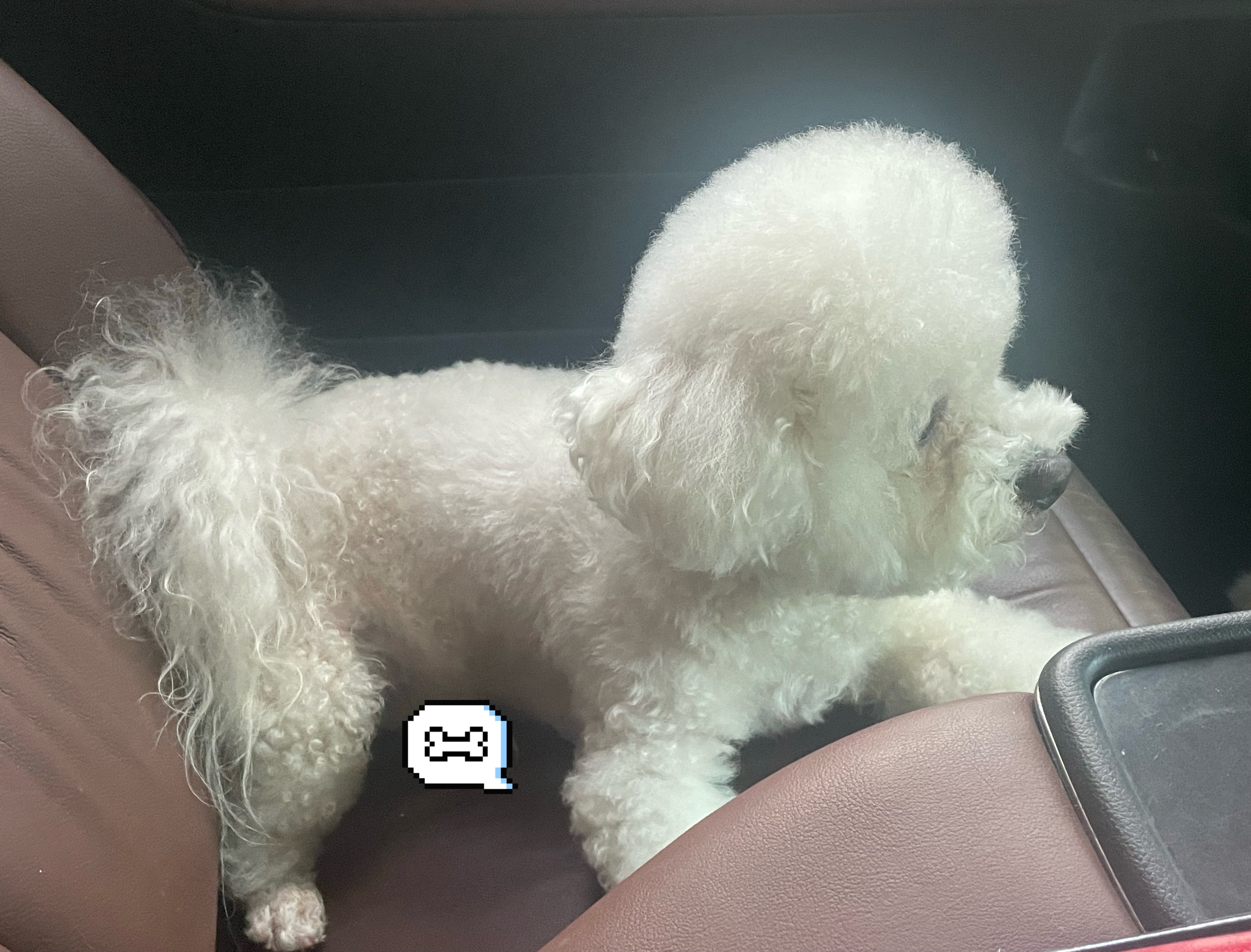 狗狗我呀 要去上学了 