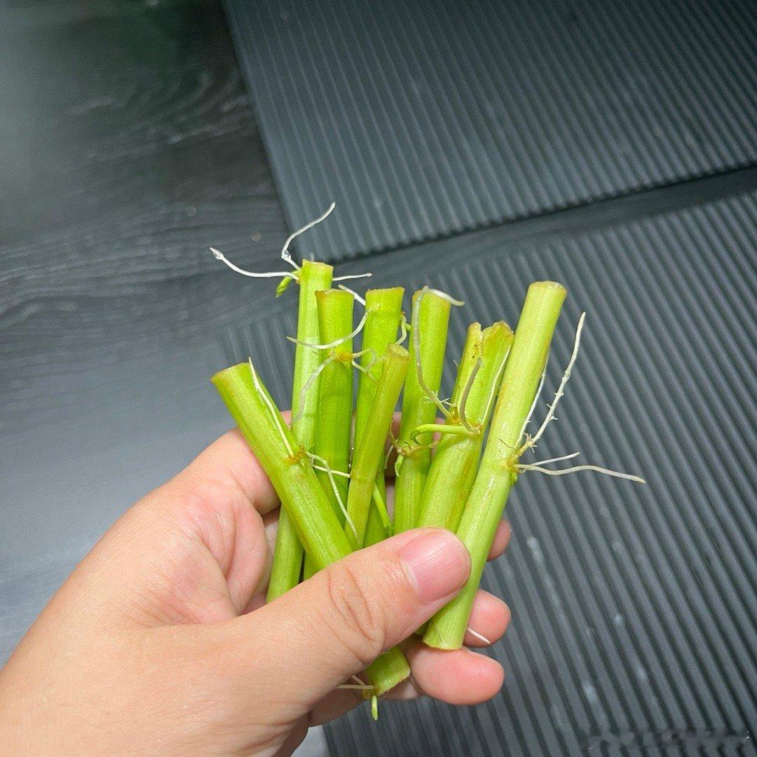 周五晚上切下来的老空心菜梗…三天时间长根了 ​​​