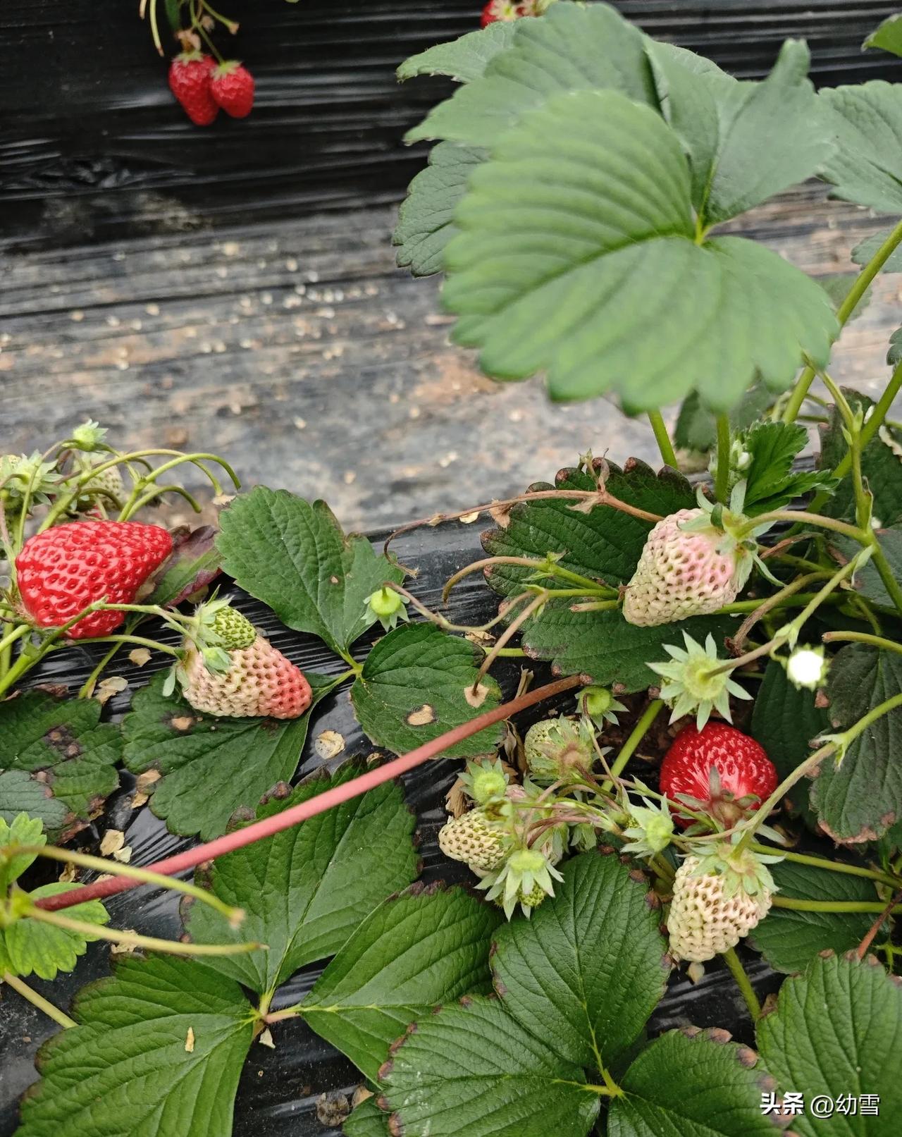 摘草莓遇到“经济学”难题，

爸爸一句话让娃秒变“人形计算器”。

周末带娃摘草