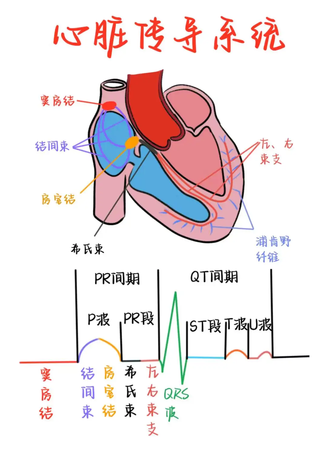 医学生笔记——心脏传导系统