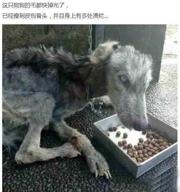 暖心小哥救下一只骨瘦如柴的狗狗，几个月后发现，原来是只哈士奇