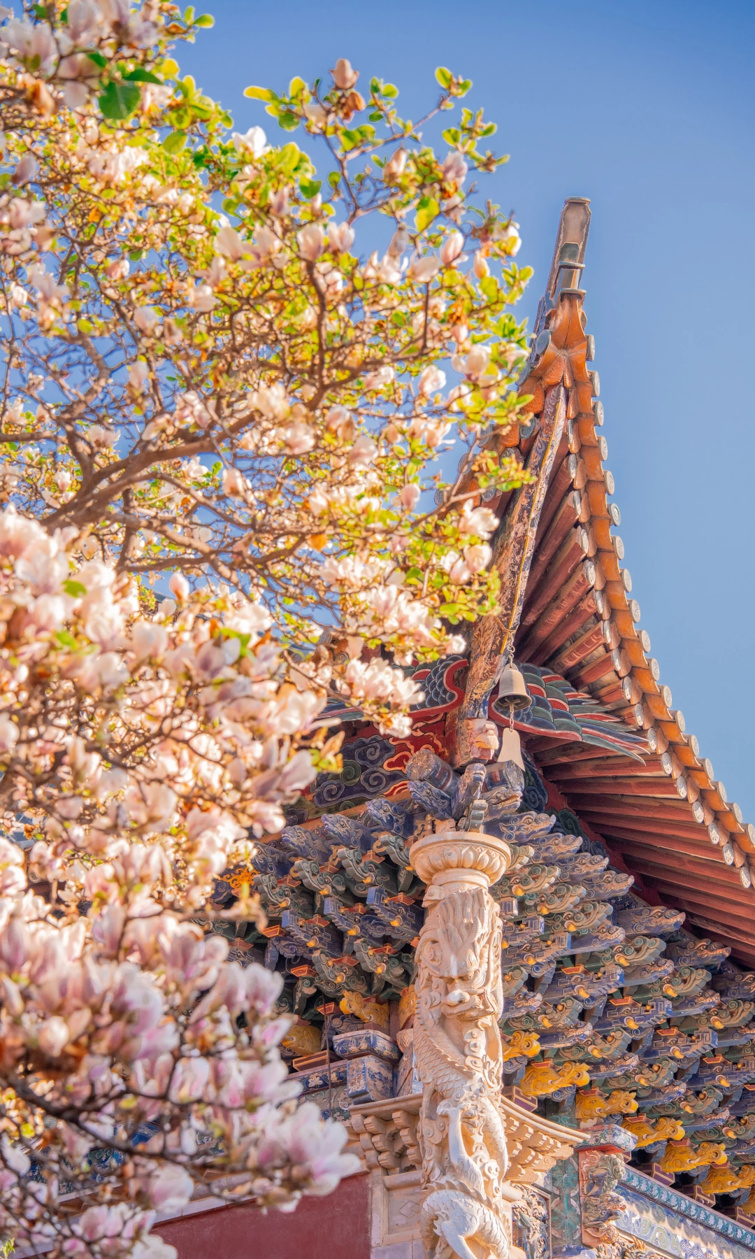 昆明早春顶流！妙湛寺玉兰已开成海