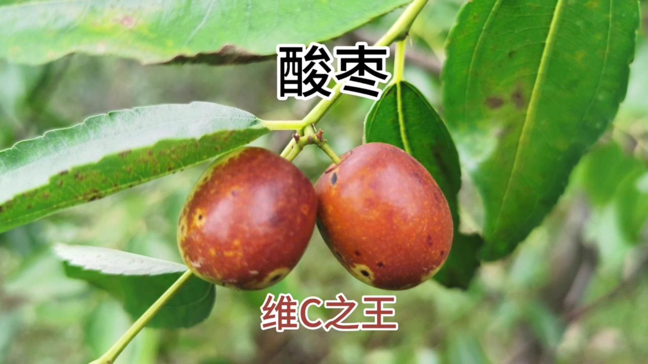 农村这种野果子火了！一天能挣1300+🌿以前没人要的野生酸枣，现在成了“维C之