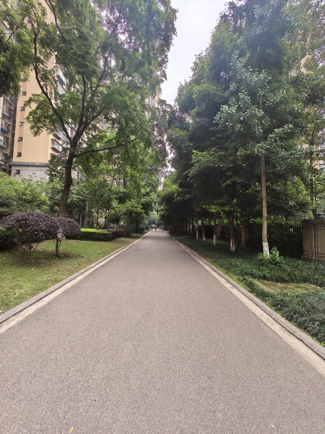 不去假设路的尽头

文／游明刚

许多时候，会提前构建结局
比如栽树，培养下一代