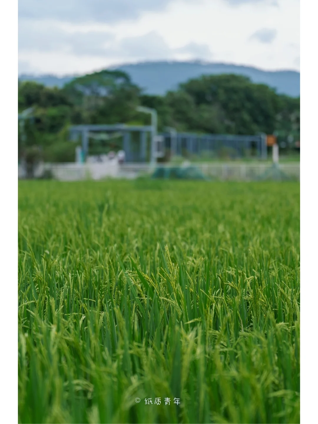 深圳稻田拍照|必去的夏日田园风打卡地🌾