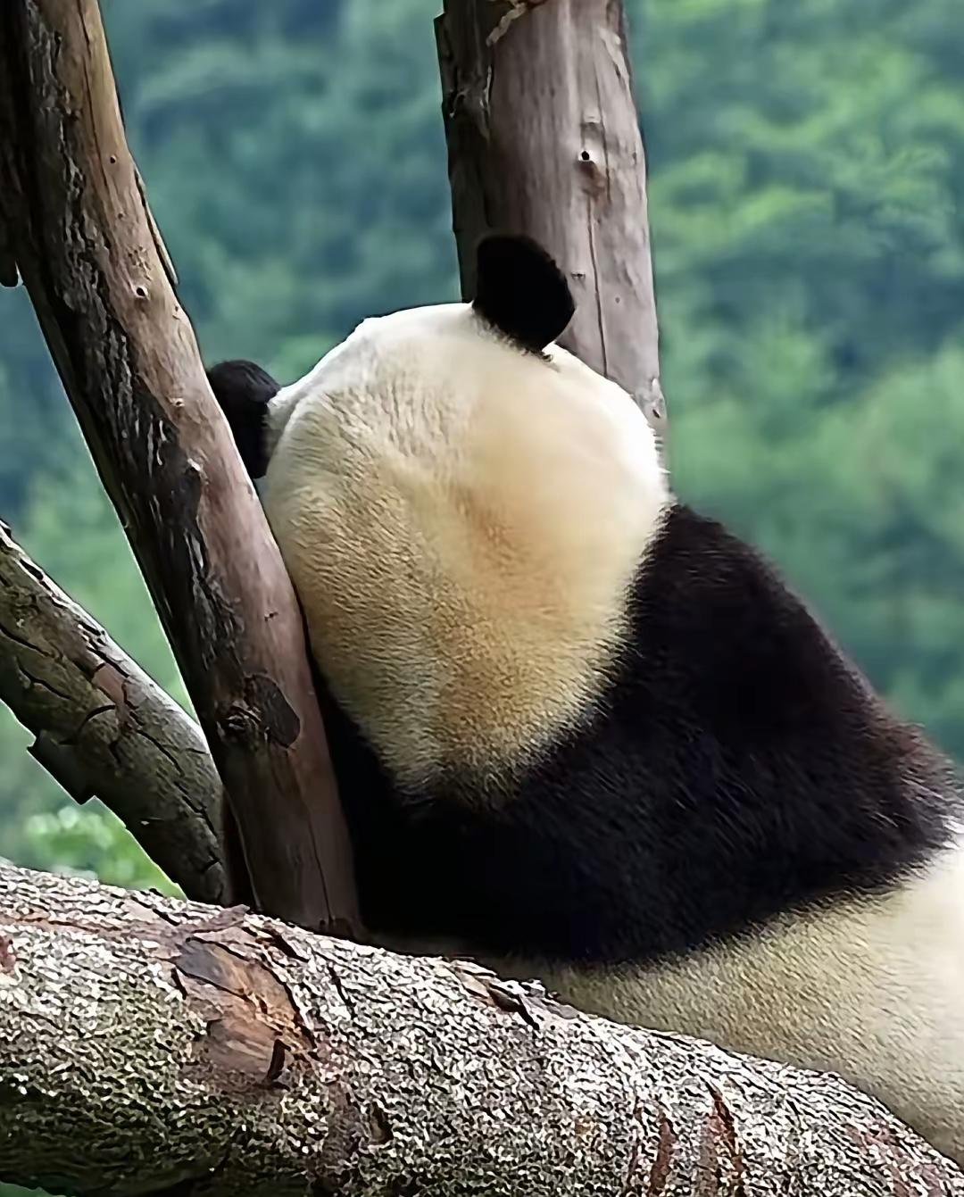 福报福公主的背影
让人看着真的心疼
天气炎热福宝的腿有点掉毛到秃了一块
神树坪基