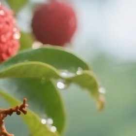 荔枝的种植方法一、土壤荔枝树在温暖地区中黏土中生长会更好，它对土壤的要求并不高，