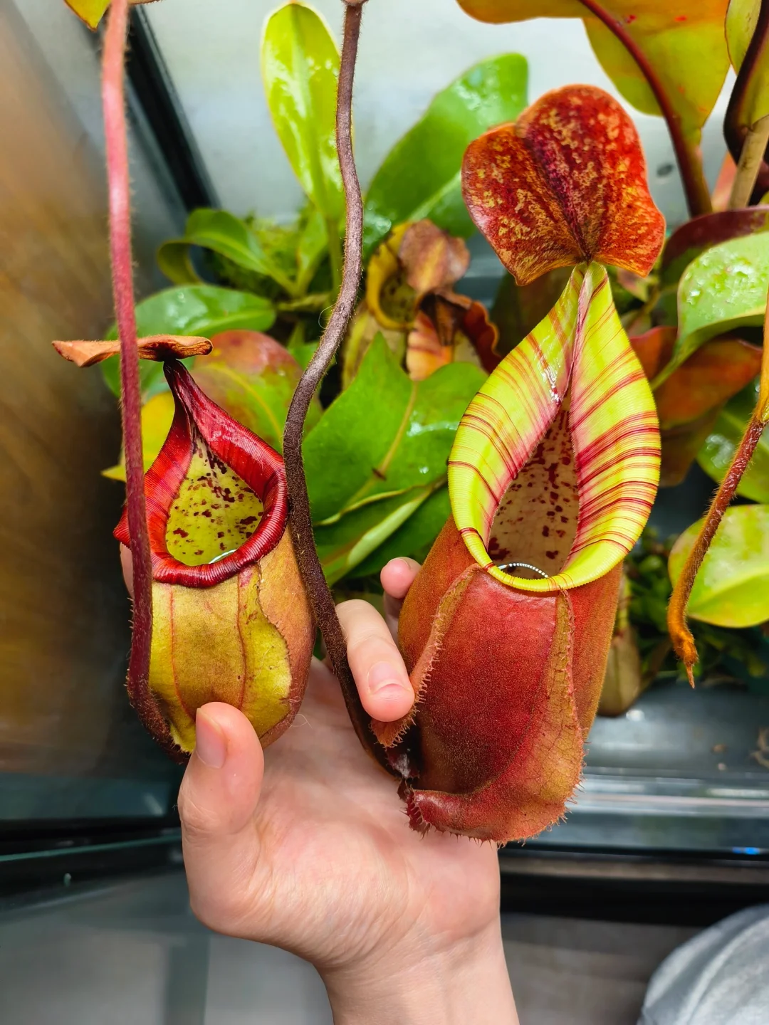 两个月的变化对比↑怎么不算成功呢