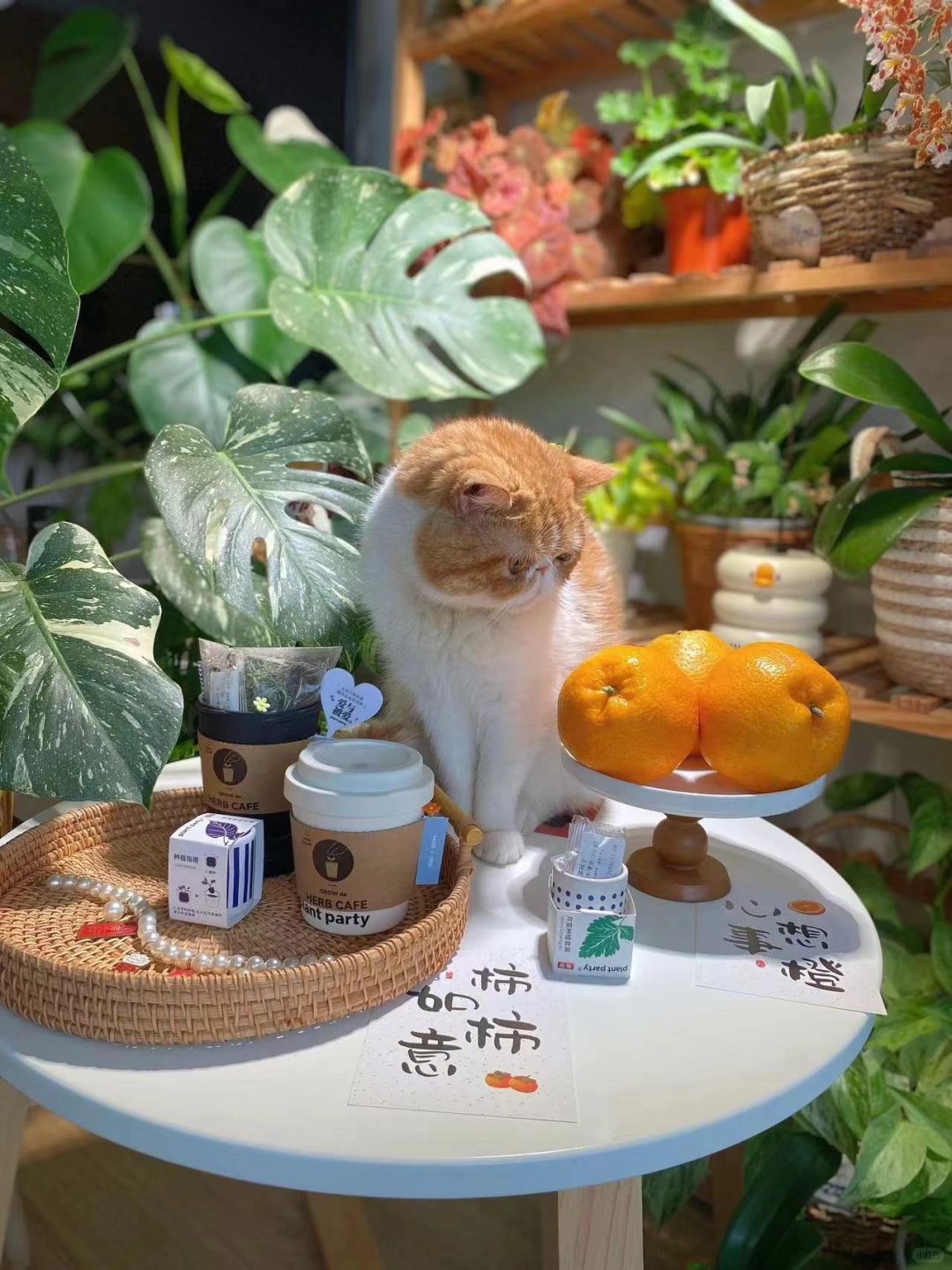 植物派花园日常|和绿植谈一场不分手的恋爱