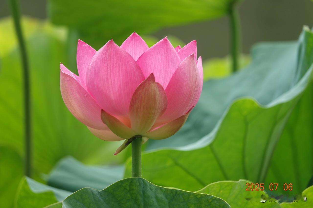 夏日荷塘，粉嫩莲花，静谧如画。