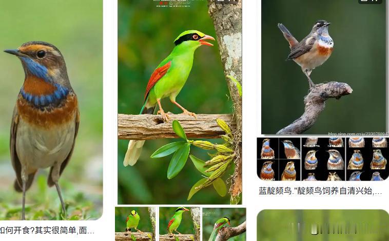 【各种鸟类相关英语词汇】birds 统称鸟类；eagle 鹰；condor 秃鹰