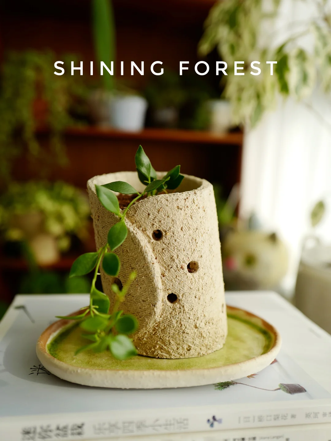 Mamasa球兰和“歪脖子”花盆竟然这么配❗️