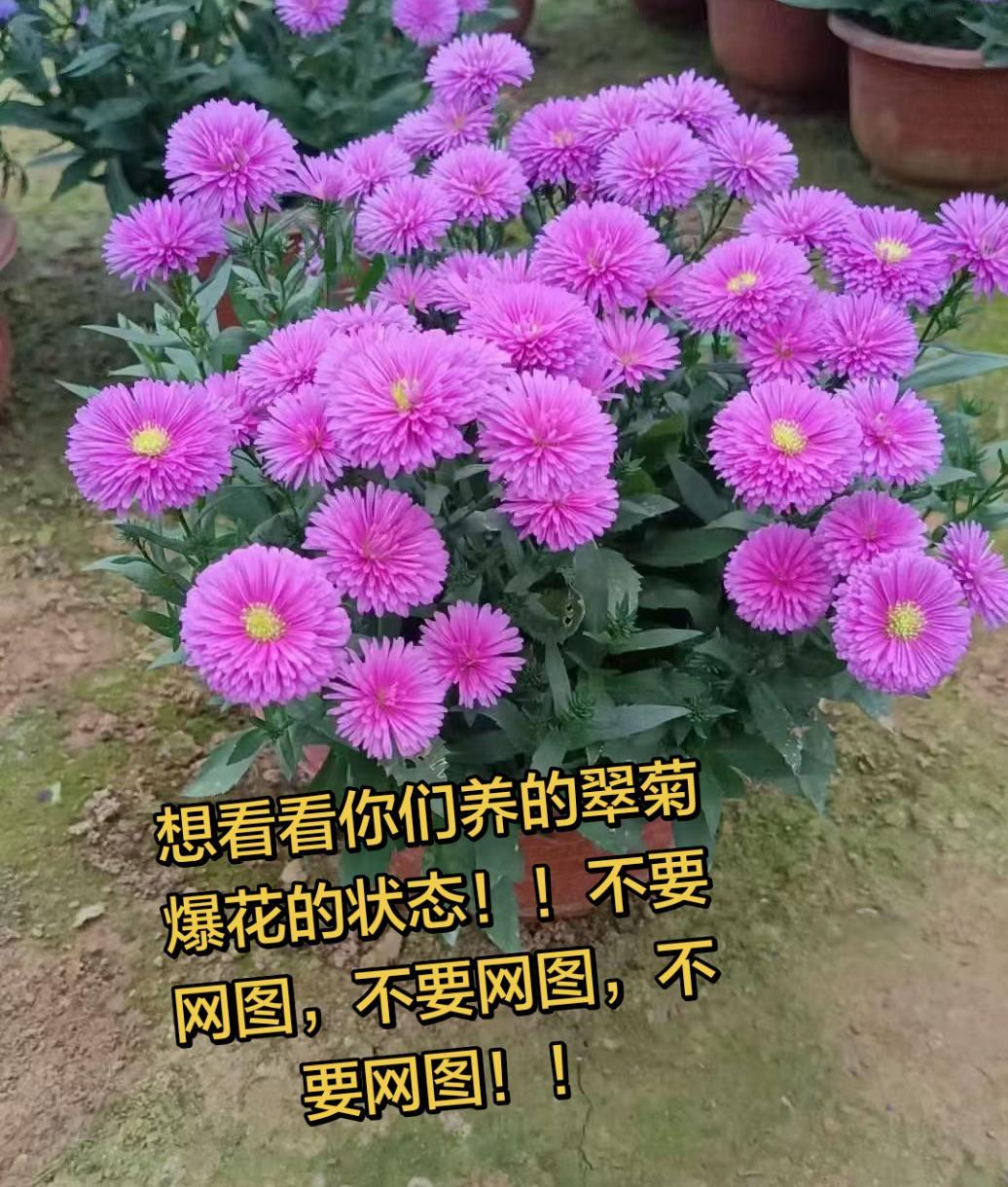 标记下刚入手的花～

拍花也是一种享受 翠菊 荷兰菊 种花