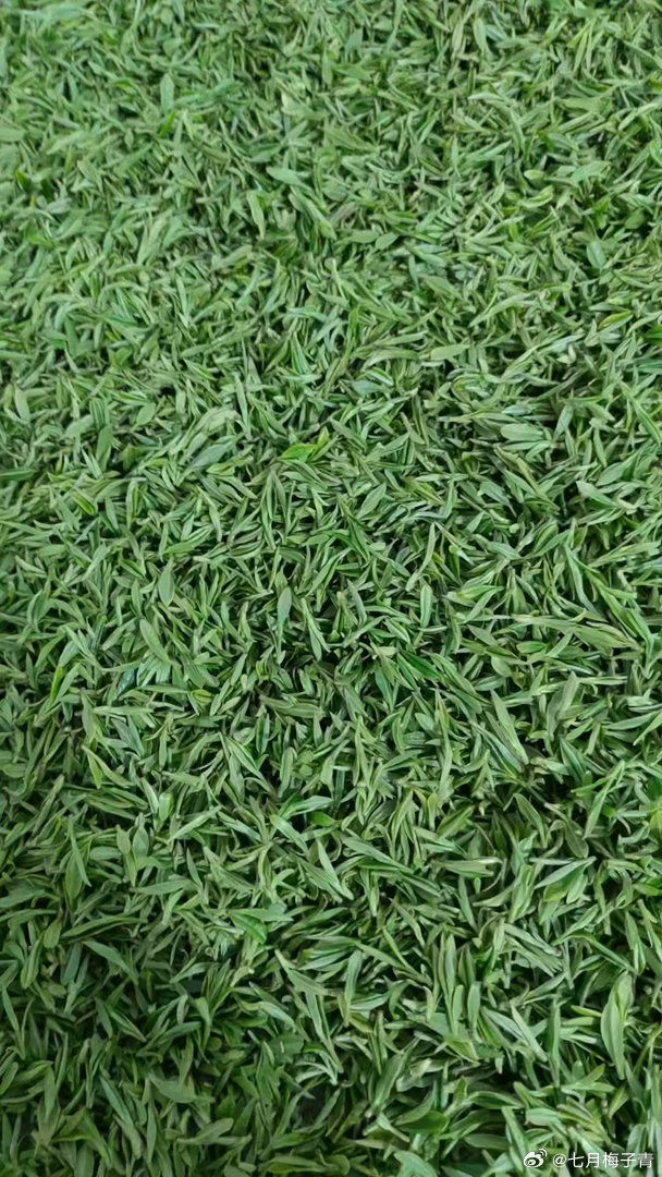 好多人问今年的龙井，当前上市的都是低海拔的，我们做的是高海拔850米以上的，目前