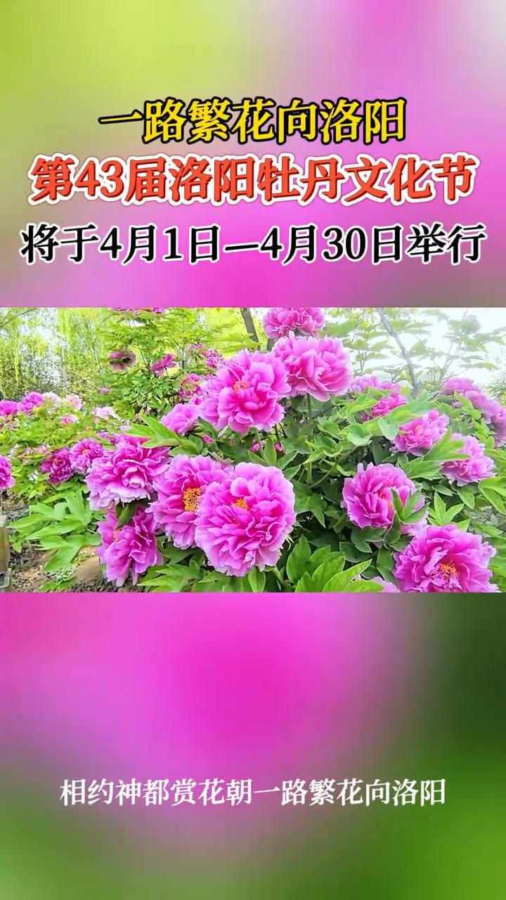 一路繁花向洛阳，第43届洛阳牡丹文化节将于4月1日-4月30日举行。
相约神都赏