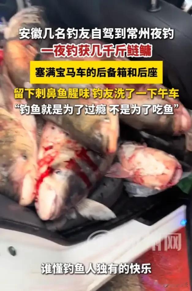 江苏常州，一条消息冲上热搜，说的安徽几名钓友自驾到常州夜钓，一夜钓获几千斤鲢鳙，