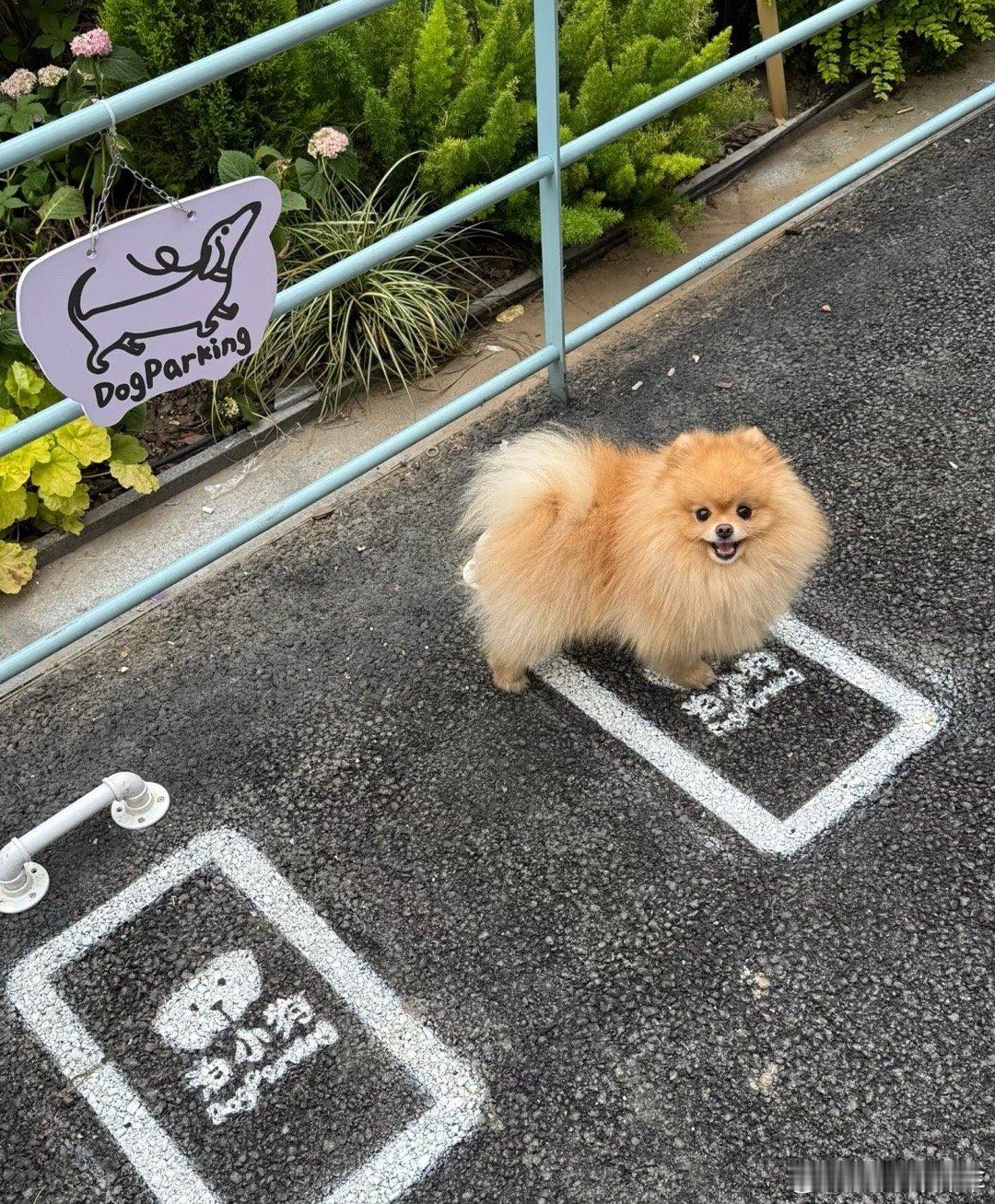 小狗停车位[太开心][太开心][太开心]这位小狗你没停好[doge]热点解读萌宠