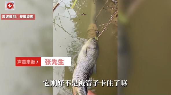 “笑不活了！”10月30日，贵州铜仁，一小伙在自家池塘钓鱼时，突然发现有一条鱼竟