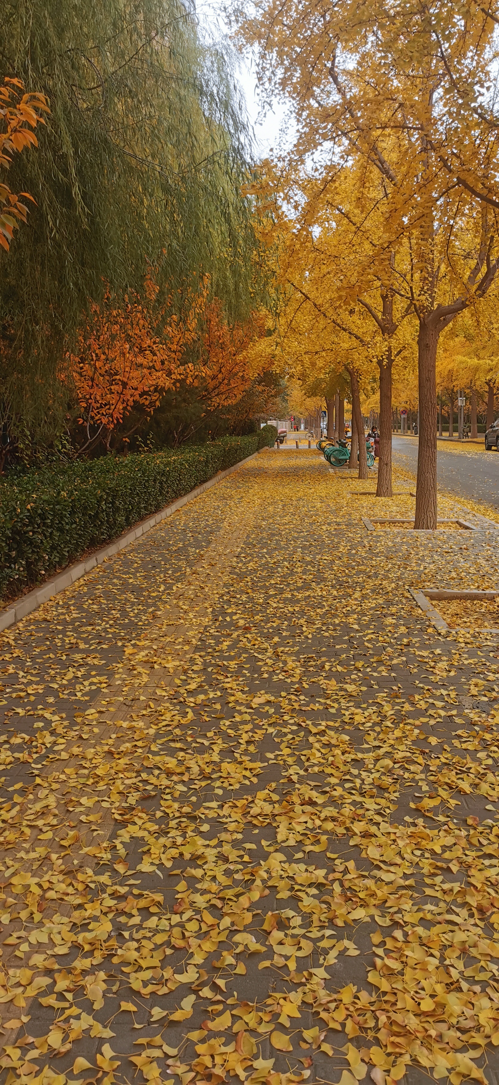 分享图片 ​​​