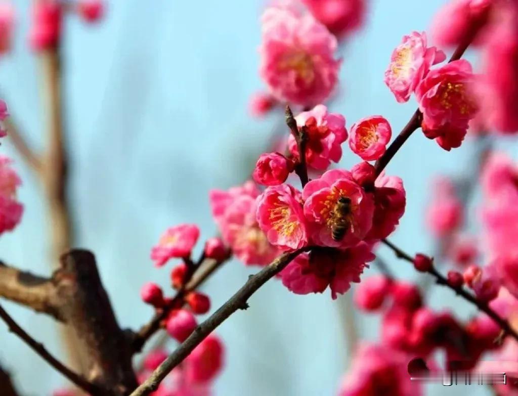 红梅花儿开，朵朵放光彩，昂首怒放花万朵，香飘云天外，唤醒百花齐开放，高歌欢庆迎春