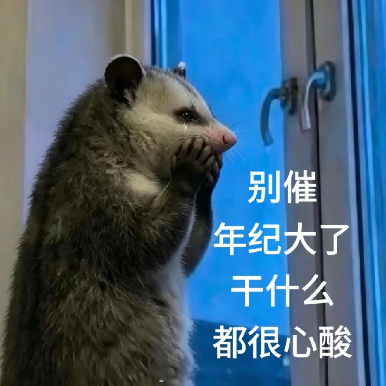 昨晚就计划去农场 计划赶不上变化  午觉起来就去不动了