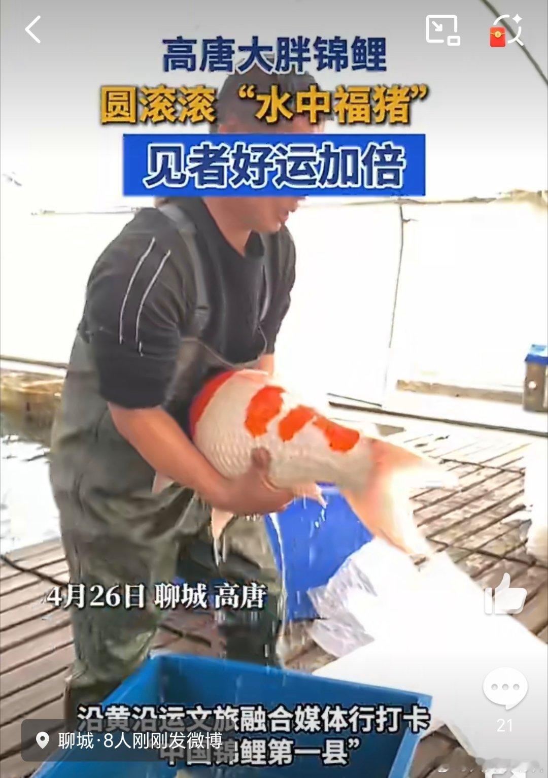 情感社区山东这个县养锦鲤年产值超10亿元 4月26日，山东聊城。聊城市高唐县素有