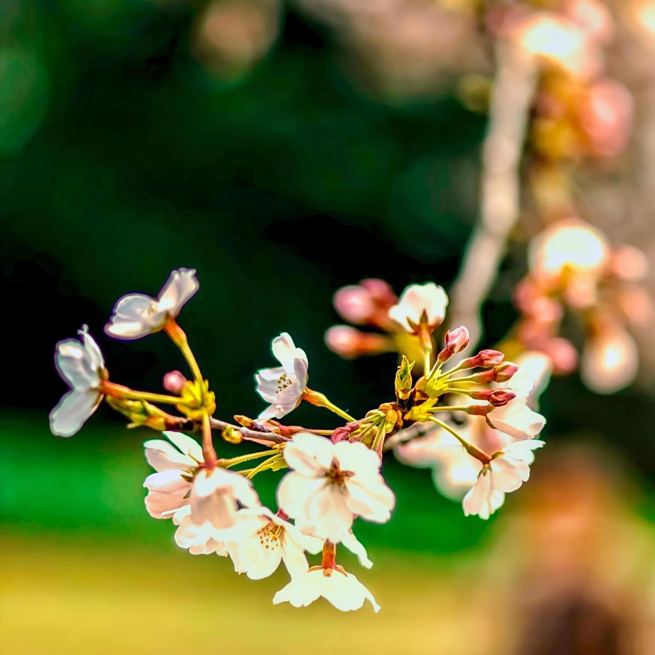 说到这东京樱花，真是让人心生欢喜。瞧这花儿，白里透粉，粉里透红，仿佛是春天里的小