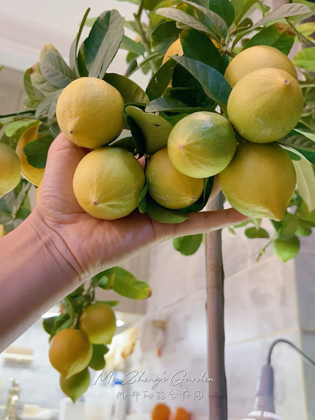 盆栽柠檬🍋养护！