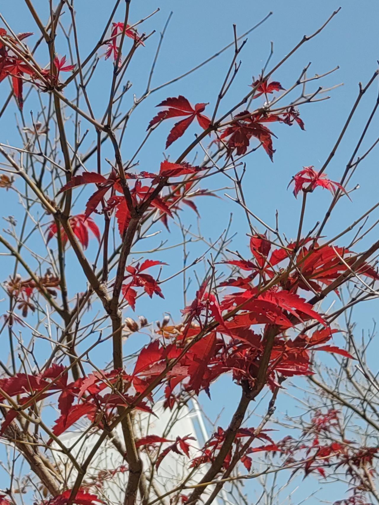 冬阳熠熠（散文诗）
才感晚秋，忽已立冬。
清晨一觉醒来，已是冬阳高照，明亮炫目。