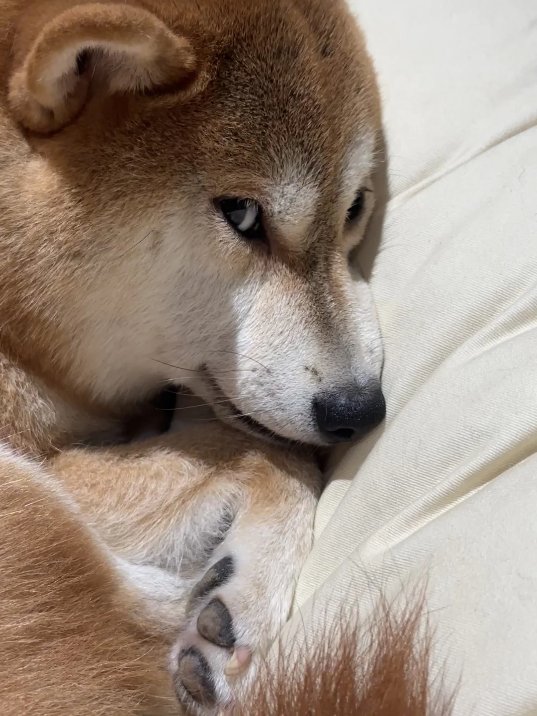 宝宝 你看起来诡计多端👀