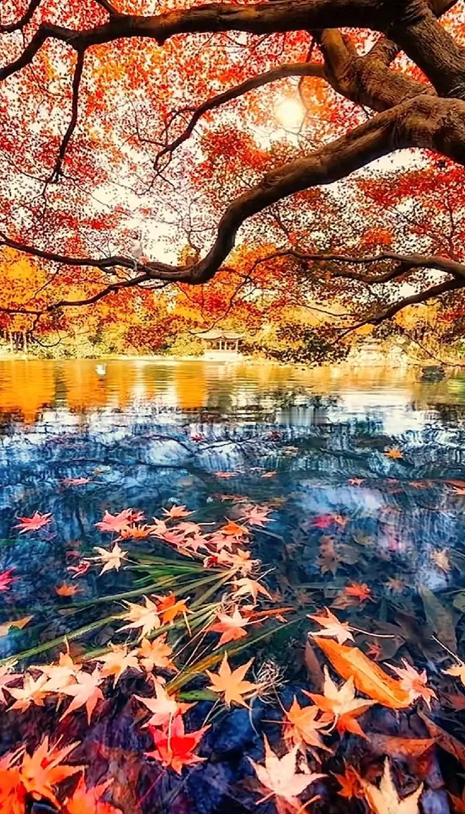 秋意渐浓，枫叶如火，映照湖面，美不胜收。🍁🌊🍂油画般秋色太美 漂亮秋 秋韵