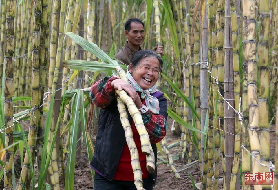 四川眉山“偷甘蔗”爆火全网！9.9元就能解锁田间“猫鼠游戏”，游客猫腰穿梭蔗林，