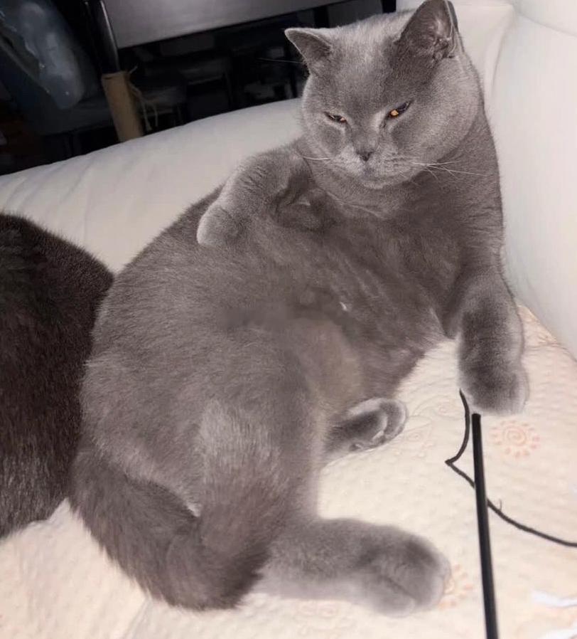 这只，不，应该说是这辆猫还挺可爱！这刘先生好起来后，家里面的猫也跟着享福了