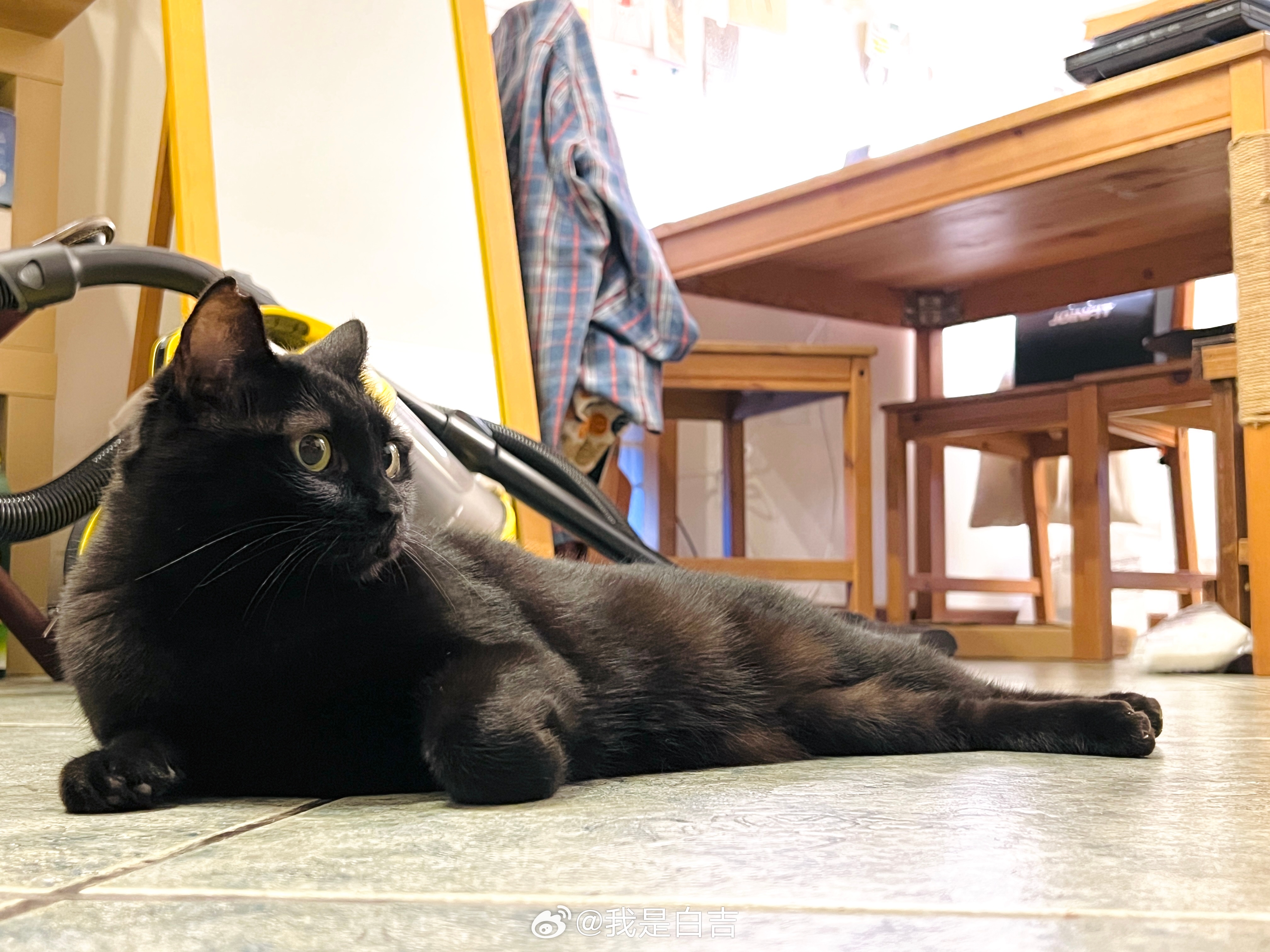 黑裡透紅#蝦蝦不可以太可愛# ​​​