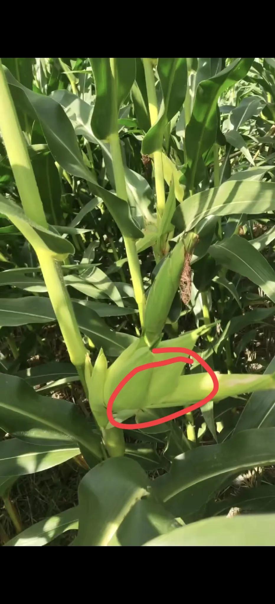 我们村公开群又出现了扎耳朵的声音。
每年这个季节都会出现这种声音。
“谁偷了我的
