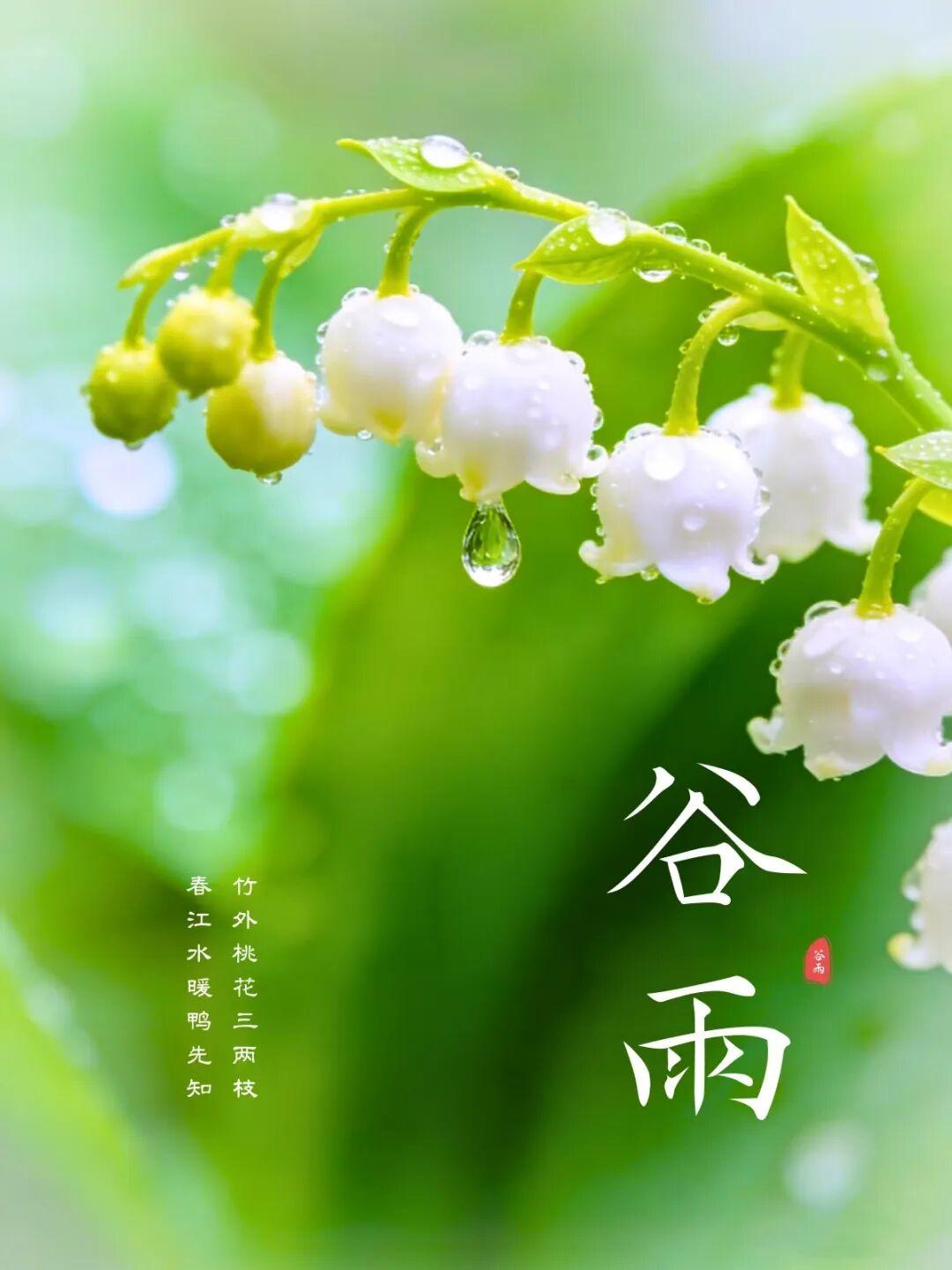 谷雨至，春渐远，莫忘拾一片落花，听一场雨声。愿你忙中有闲，心有诗意，生活有滋有味