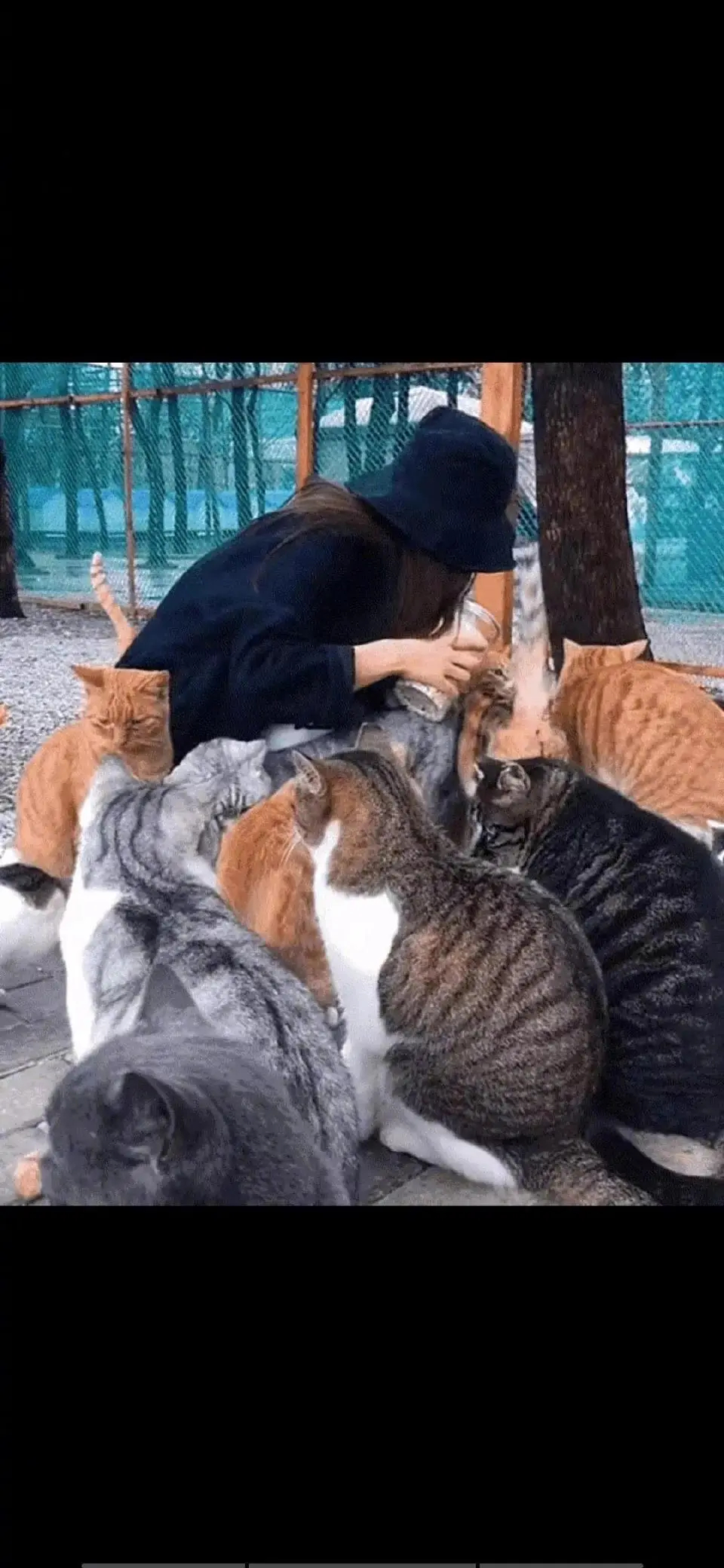 最近，北京一美女和猫的故事:她收养了30多只猫，个个都养得漂肥体壮。美女没有谈男