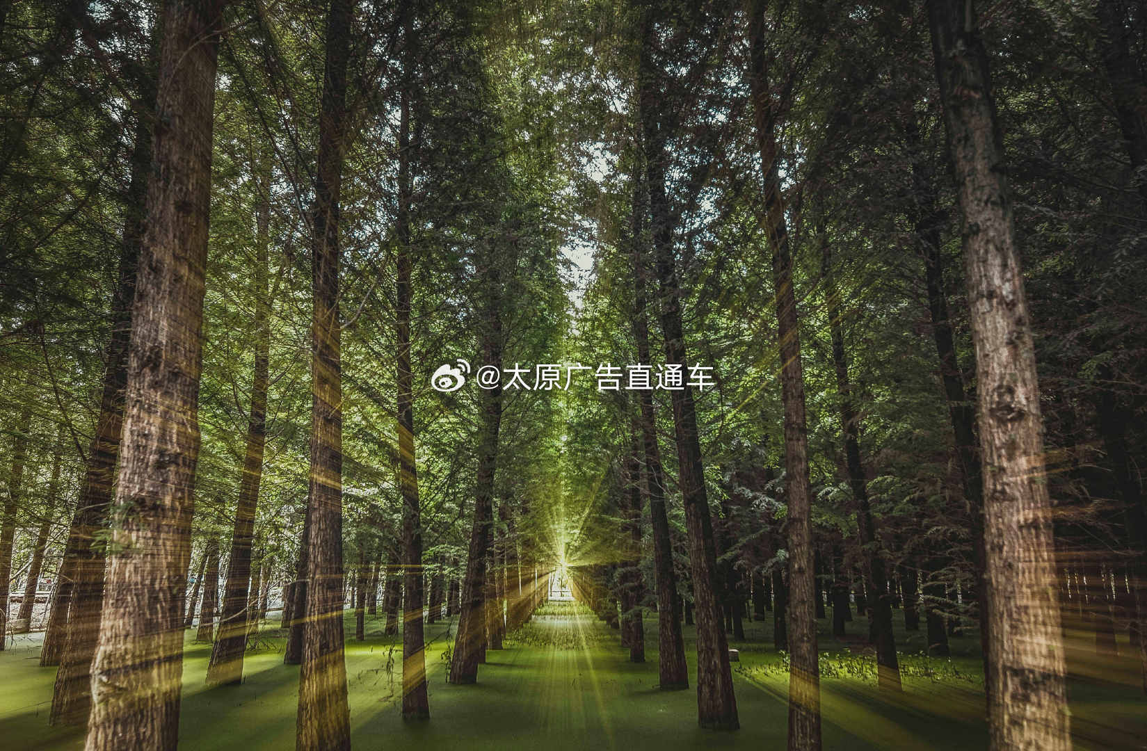 山西规范全省森林抚育项目管理与验收  近日，山西省林业和草原局印发印发新版《森林
