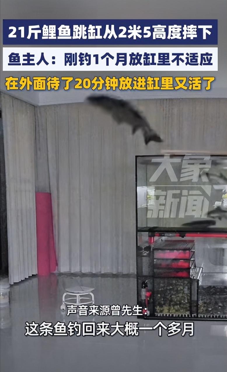 活久见！9月10日报道，湖南怀化一男子将钓到的21斤大鲤鱼带回家养在高2.5米的
