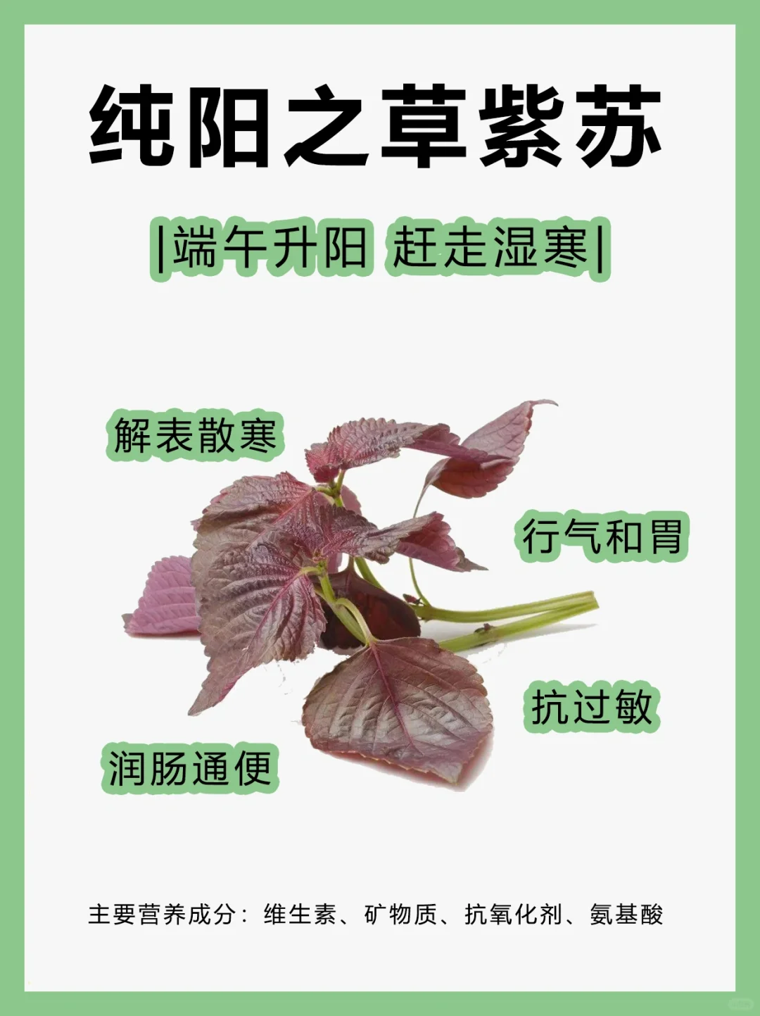 纯阳之草紫苏叶，夏日去湿寒