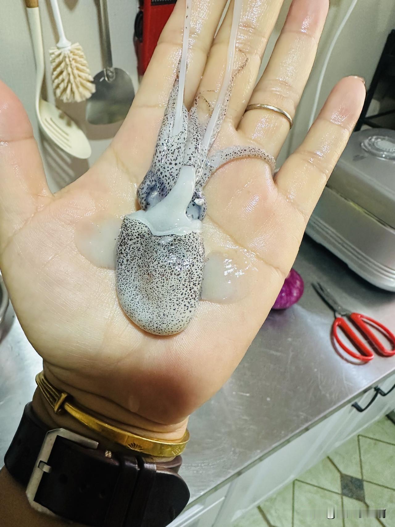 你觉得一个好的心态重要吗? 给你们看看这是个啥？
哈哈哈，可爱吧？
这是小墨鱼豆