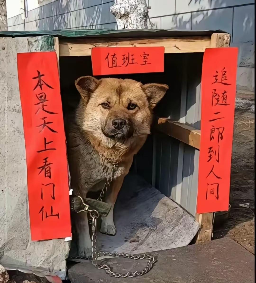 天南地北大拜年狗是人类最忠实的朋友