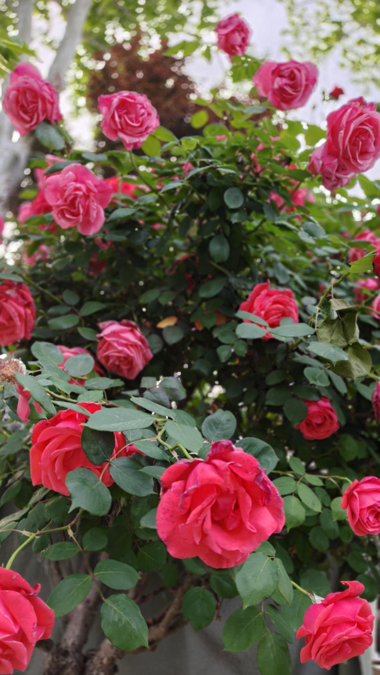 几年前我曾经在成都熊猫基地座椅上，捡到一个佳能单反相机，等了一会没有来认领，因为